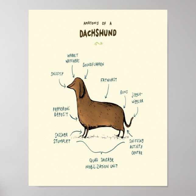 Póster Anatomy Of A Dachshund | Dachshund Dog Lovers (Frente)