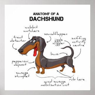 Póster Anatomy Of A Dachshund - Funny Dog