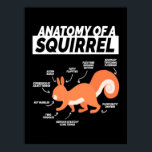 Póster Anatomy Of A Squirrel<br><div class="desc">Anatomy Of A Squirrel</div>