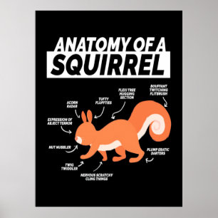 Póster Anatomy Of A Squirrel
