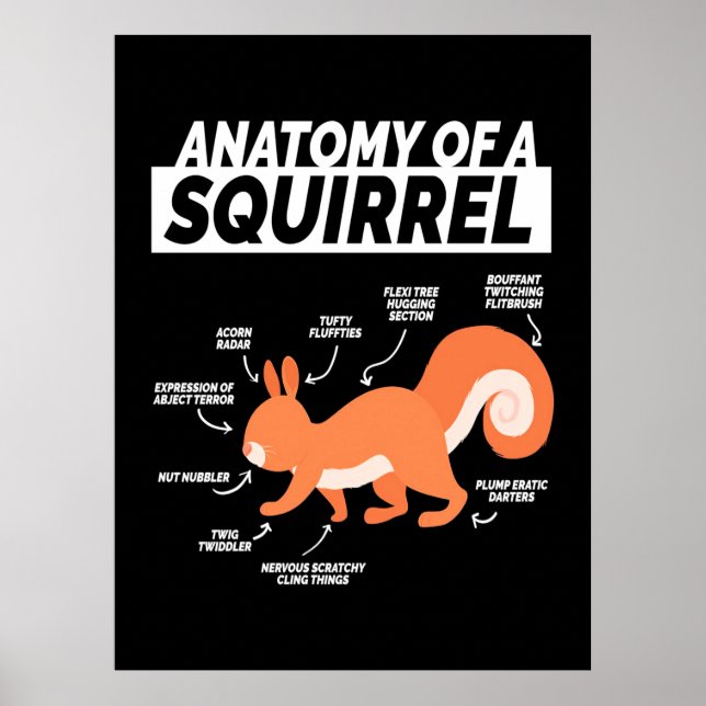 Póster Anatomy Of A Squirrel (Frente)