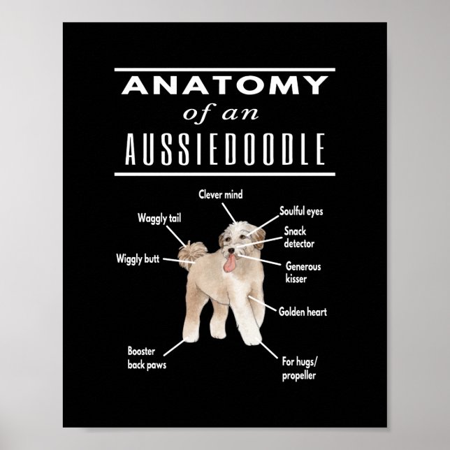 Póster Anatomy of An Aussiedoodle Dog (Frente)