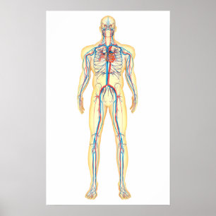 Póster Anatomy Of Human Body And Circulatory System