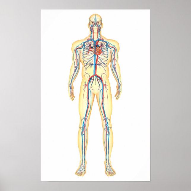 Póster Anatomy Of Human Body And Circulatory System (Frente)