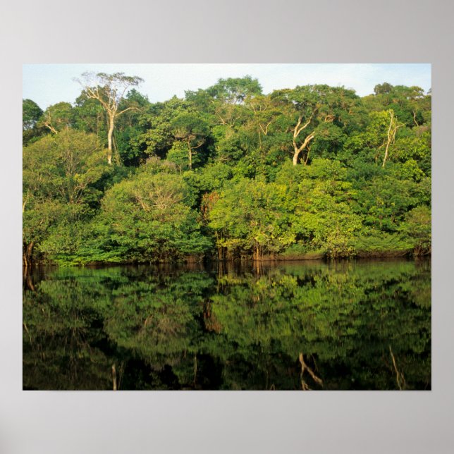 Póster Anavilhanas, Amazonas, Brasil. Río de selva tropic (Frente)