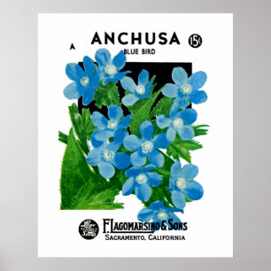Póster Anchusa