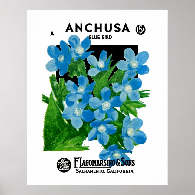 Póster Anchusa (Frente)
