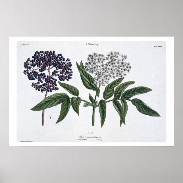 Póster Anciano, hig. 13 de 'The Young Landsman', publicad (Frente)