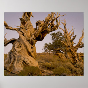 Póster Ancient Bristlecone Forest, White Mountains, CA