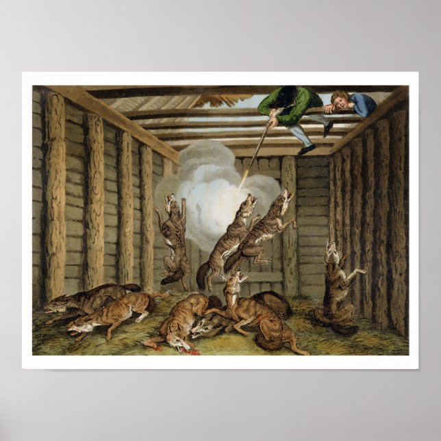 Póster Anécdota estadounidense: Disparando a los lobos, g (Frente)