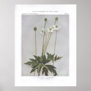 Póster Anémona alta; Thimbleweed - virginiana de la