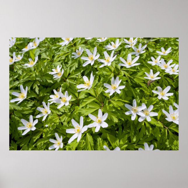 Póster Anémona de bosque (Frente)