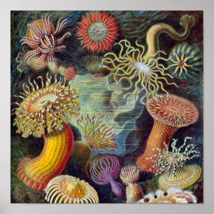 Póster Anémona de mar naturaleza científica océano