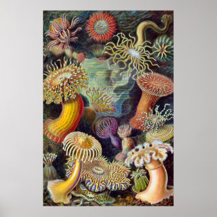 Póster Anémona de mar naturaleza científica océano