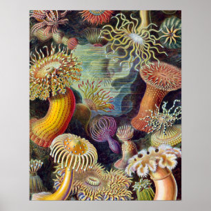 Póster Anémona de mar naturaleza científica océano