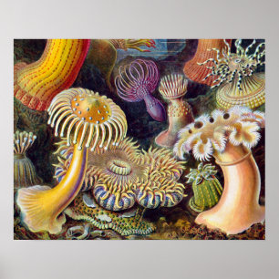 Póster Anémona de mar naturaleza científica océano
