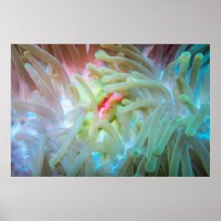 Anemona marina multicolor
