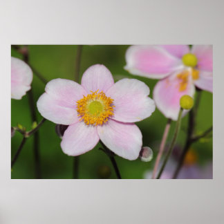 Póster Anemona rosa