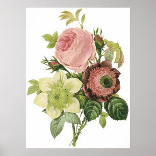 Póster Anémona, subió, Clematis