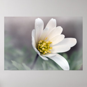 Póster Anémona white