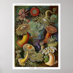Póster Anémonas de mar de Ernst Haeckel