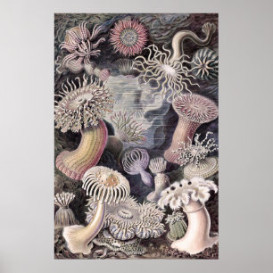 Póster Anémonas marinas submarinas de Ernst Haeckel