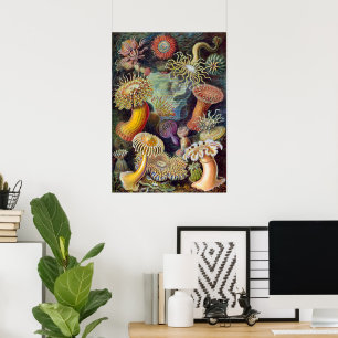 Póster Anémonas marinas submarinas vintage de Ernst Haeck