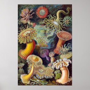 Póster Anémonas marinas vintage, Actiniae de Ernst Haecke