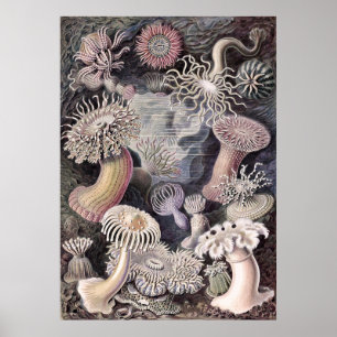 Póster Anémonas submarinas de Ernst Haeckel