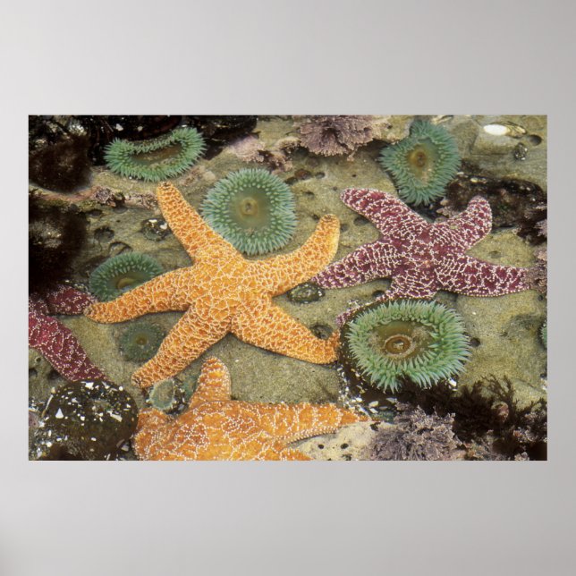Póster Anémonas verdes gigantes y estrellas de mar ócreas (Frente)