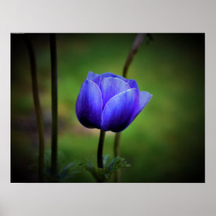 Póster Anemone,