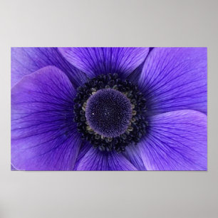 Póster Anemone,