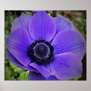 Póster Anemone,