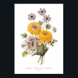 Póster Anemone and Ranunculus<br><div class="desc">Anemone and Ranunculus by Pierre-Joseph Redoute (1759-1840), from Collection de jolies petites fleurs.This image (or other media file) is in the public domain because its copyright has expired.</div>