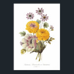 Póster Anemone and Ranunculus<br><div class="desc">Anemone and Ranunculus by Pierre-Joseph Redoute (1759-1840), from Collection de jolies petites fleurs.This image (or other media file) is in the public domain because its copyright has expired.</div>
