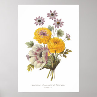 Póster Anemone and Ranunculus