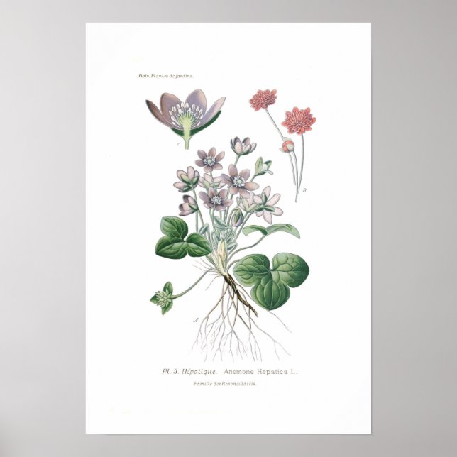 Póster Anemone hepatitis (Frente)
