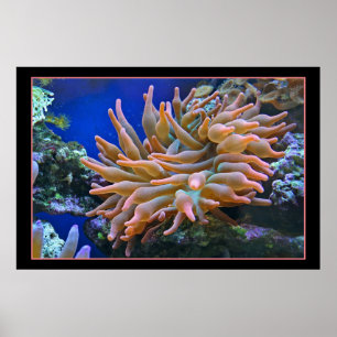 Póster Anemone marino
