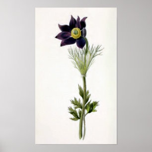 Póster "Anemone Pulsatilla" Ilustracion de cosecha