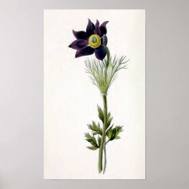 Póster "Anemone Pulsatilla" Ilustracion de cosecha (Frente)
