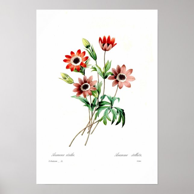 Póster Anemone stellata (Frente)