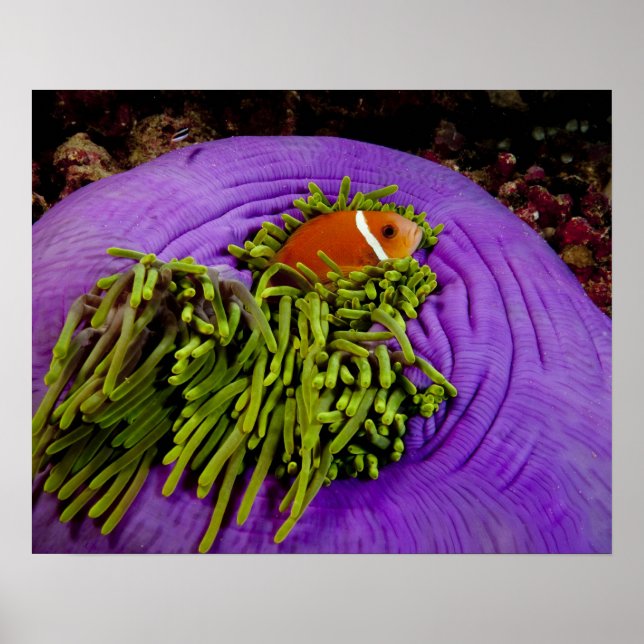 Póster Anemonépez y anémona grande (Frente)