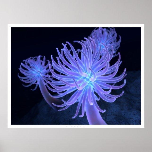 Póster Anemones (Frente)