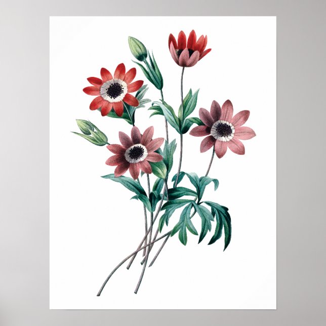 Póster Anemones de vintage (Frente)