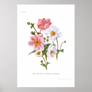 Póster Anemones japoneses