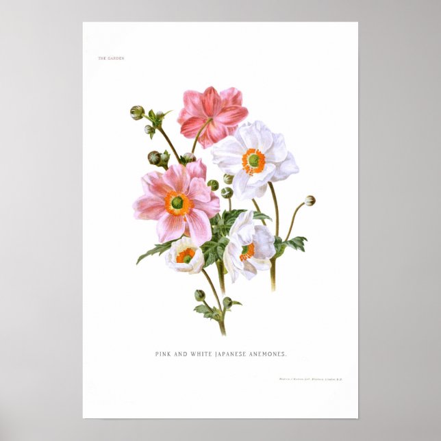 Póster Anemones japoneses (Frente)