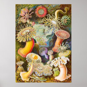 Póster Anemones marinos, 1904, por Haeckel