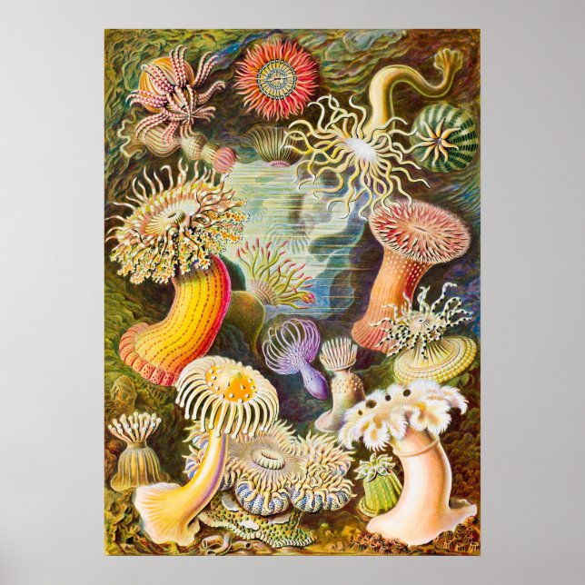 Póster Anemones marinos, 1904, por Haeckel (Frente)