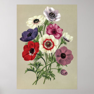 Póster Anemones poster