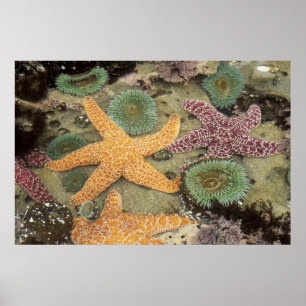Póster Anemones verdes gigantes y estrellas del mar de co